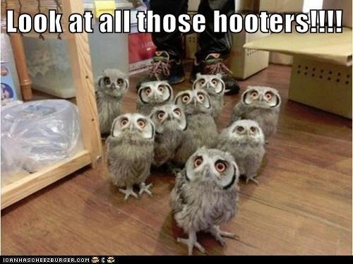 Look at all those hooters!!!!