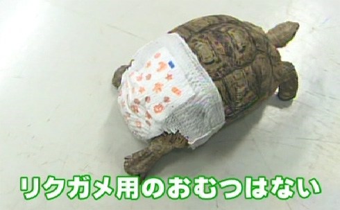 Adult Baby Turtle