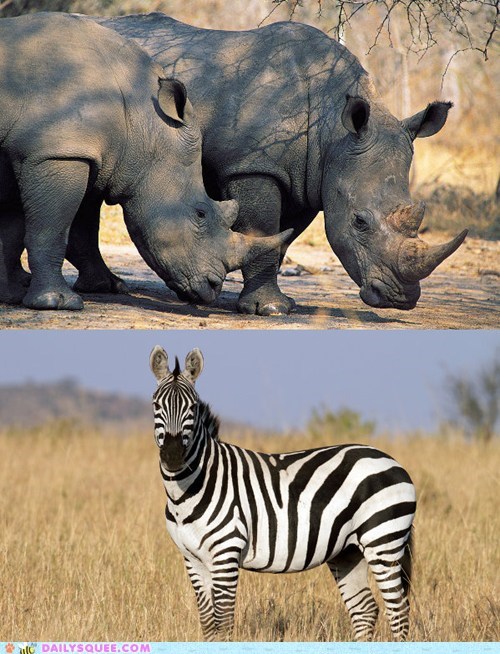 Squee Spree: Rhino vs. Zebra 