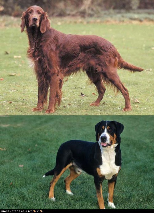 Goggie ob teh Week FACE OFF: Irish Setter vs. Greater Swiss Mountain Dog