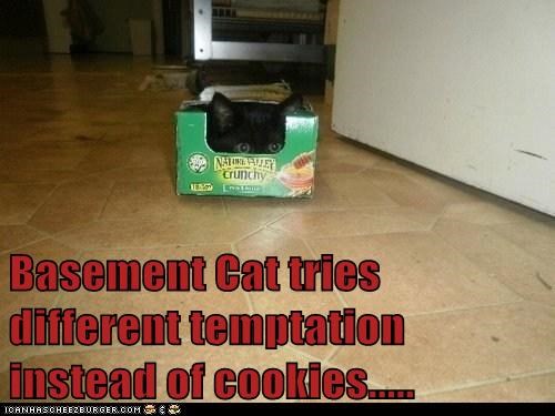 Basement Cat tries different temptation instead of cookies.....