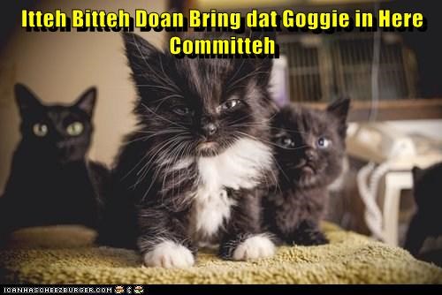Itteh Bitteh Doan Bring dat Goggie in Here Committeh