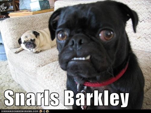 Snarls Barkley