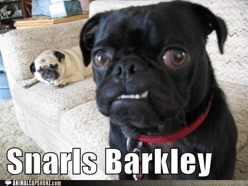 I just thought of this name. I have to get a dog now.