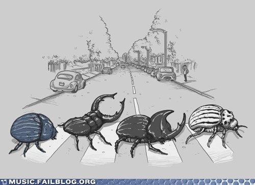 Meat the Beetles