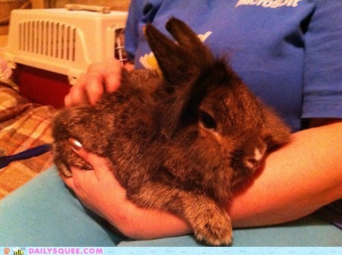 Reader Squee: Cuddly Wuddly Bunny