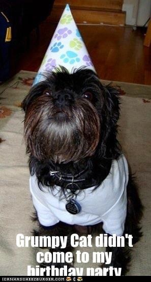 Grumpy dog