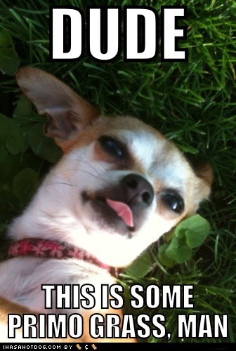 Stoned Chihuahua states the obvious