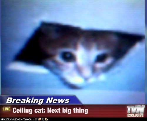 Breaking News - Ceiling cat: Next big thing
