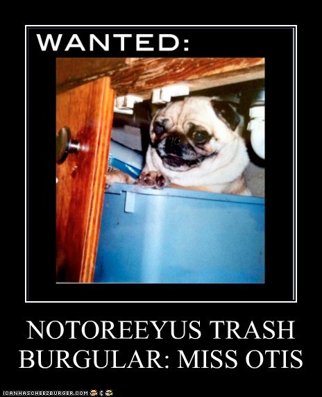 NOTOREEYUS TRASH BURGULAR: MISS OTIS
