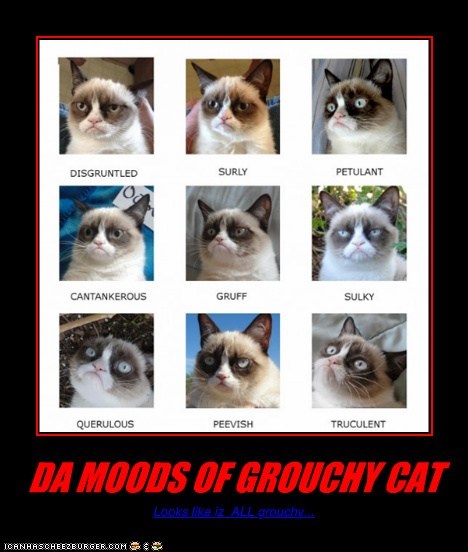 DA MOODS OF GROUCHY CAT