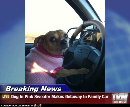 Breaking News - Dog In Pink Sweater Makes Getaway In Family Car