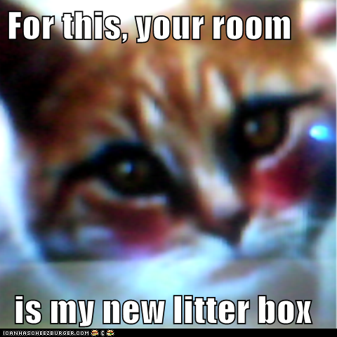 For this, your room   is my new litter box