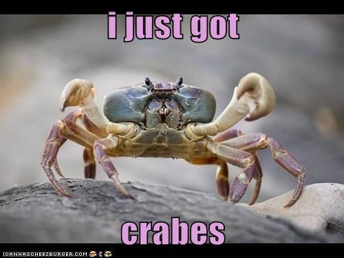 i just got   crabes