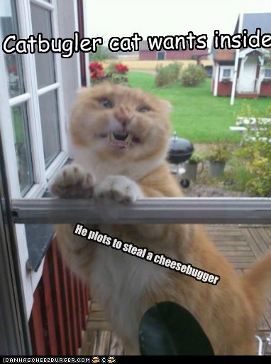 Catbugler cat wants inside