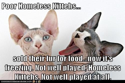 Poor Homeless Kittehs...  sold their fur for food...now it's freezing. Not well played, Homeless Kittehs. Not well played at all.