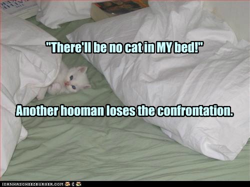 Little kitteh, big bed: gets 'em every time.