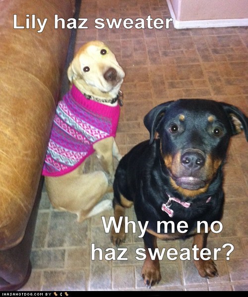 Where's MY sweater?
