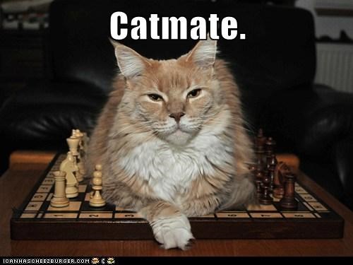 Catmate.