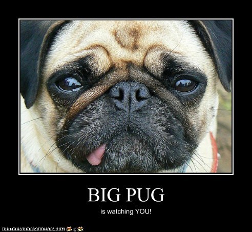 BIG PUG