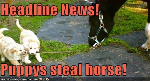 Headline News!  Puppys steal horse!