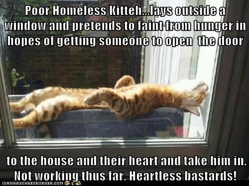 Poor Homeless Kitteh...lays outside a window and pretends to faint from hunger in hopes of getting someone to open  the door   to the house and their heart and take him in. Not working thus far. Heartless bastards!
