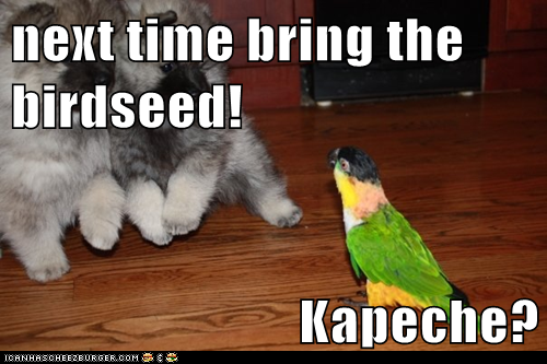 next time bring the birdseed!  Kapeche?