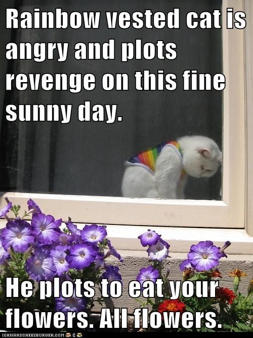 Rainbow vested cat is angry and plots revenge on this fine sunny day.  He plots to eat your flowers. All flowers.