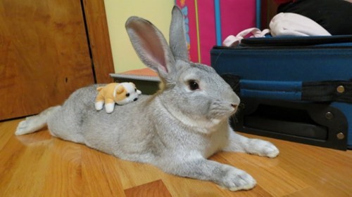 Bunday: Tiny Puppy 