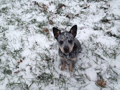 Cyoot Puppy ob teh Day: Frosty Blue Heeler 