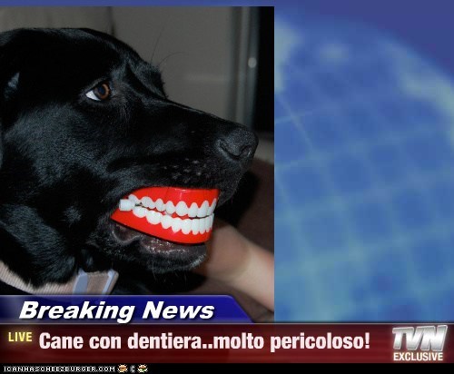 Breaking News - Cane con dentiera..molto pericoloso!