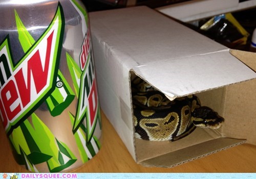 Reader Squee: If I Fits, I Sitsssss