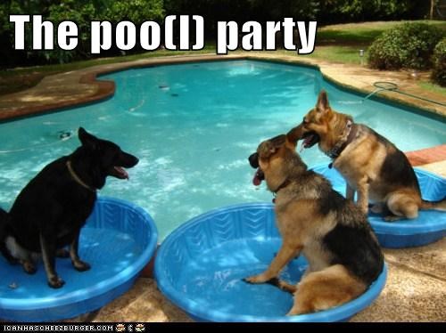 The poo(l) party