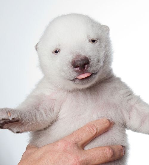 Squee Spree: Polar Victory! 