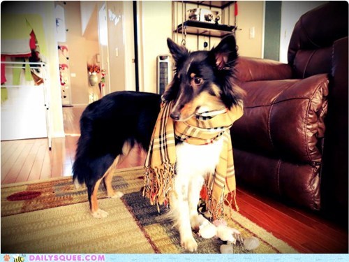 Reader Squee: Hipster Squee 