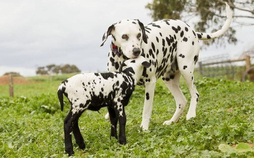 Interspecies Love: Spotted Friends