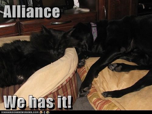 Alliance  We has it!
