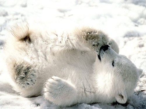 Squee Spree: Rolling Around 