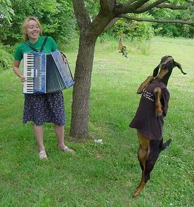 Polka Goat