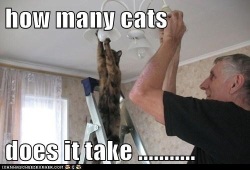 how many cats  does it take ...........