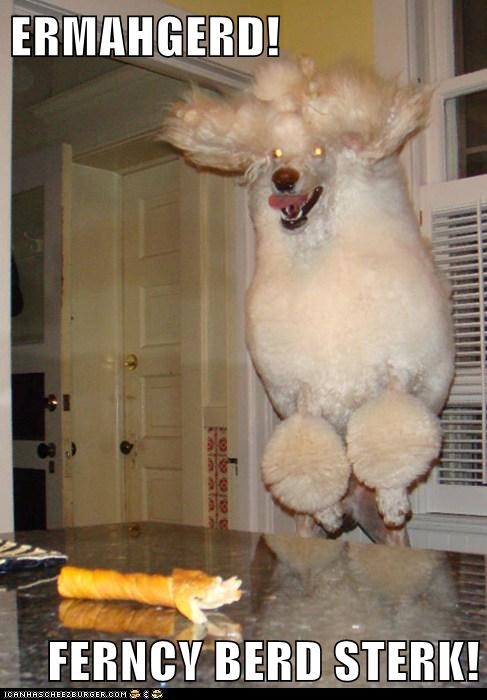 You Couldn't Possibly Love Bread Sticks As Much As This Poodle