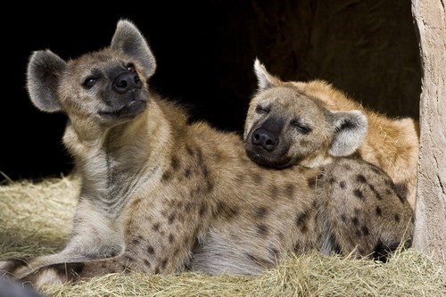 Creepicute: Hyenas 
