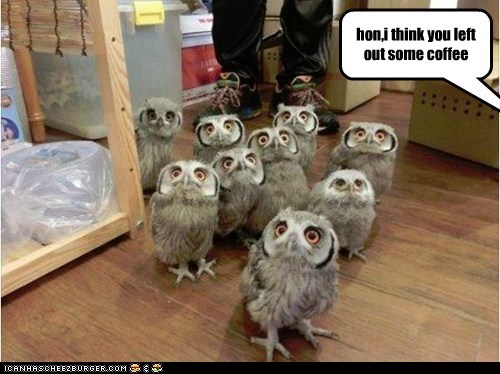 The Owls Are At it Again