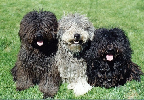 Goggie ob teh Week: Herding Team 