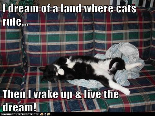 I dream of a land where cats rule...  Then I wake up & live the dream!