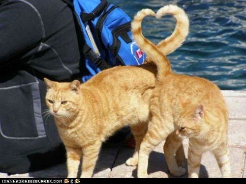 Cats in love
