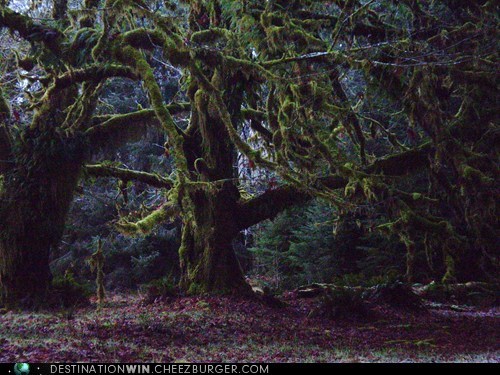 Quinault Rain Forest, Washington State