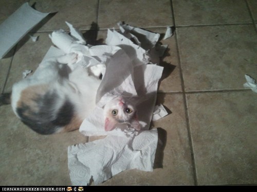 When Cats Try to Clean Your Kitchen