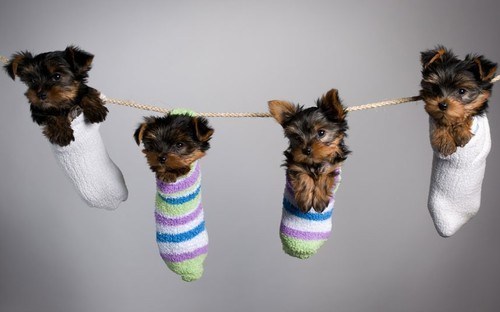 Cyoot Puppy ob teh Day: Sock-shire Terriers 