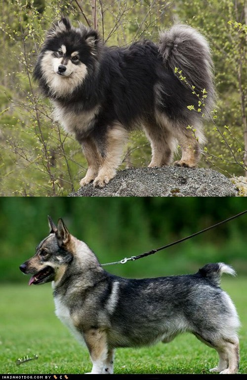 Goggie ob teh Week: Finnish Lapphund vs. Swedish Vallhund